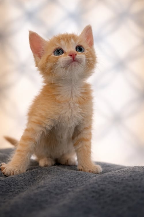 PIPER NOT AT THE SHELTER (FAITH) AVAIL 4/26 - Domestic Short Hair / Tabby available for adoption