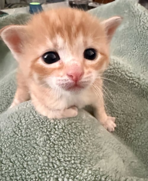 PIPER NOT AT THE SHELTER (FAITH) AVAIL 4/26 - Domestic Short Hair / Tabby available for adoption