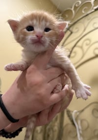 Piper Not at the Shelter (Faith) avail 4/26 - Photo 4