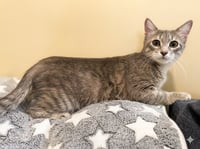 Lexi Jade: Not at the Shelter (Faith) - Photo 1