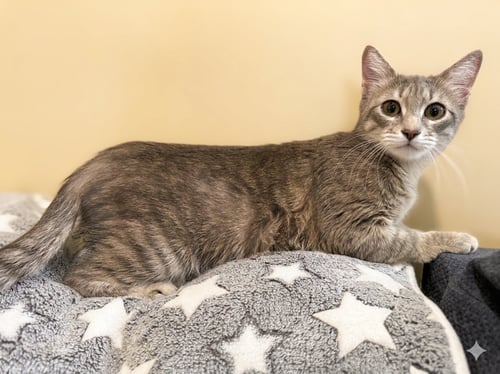 LEXI JADE: NOT AT THE SHELTER (FAITH) - Domestic Short Hair available for adoption