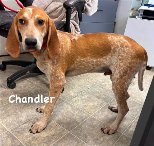 CHANDLER: AT SHELTER - Hound available for adoption