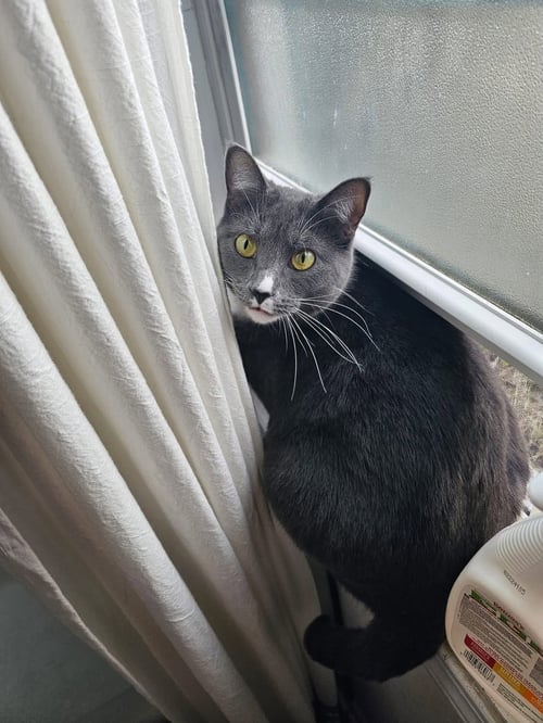 FREYA: MY HOME TO YOURS: NOT AT SHELTER - Domestic Short Hair available for adoption
