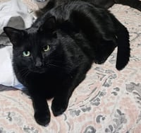 Freya: My Home to Yours: Not at shelter - Photo 2