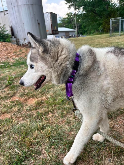 KRISTOFF -  AT SHELTER AVAILABLE 6/1