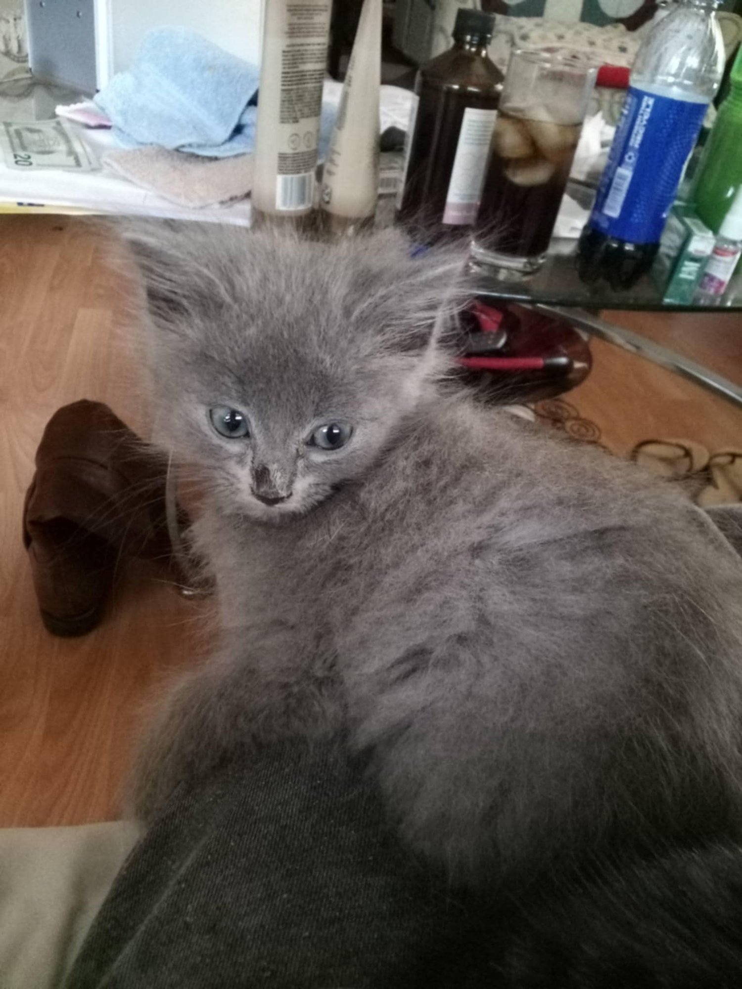 FLUFF & STUFF AKA FIZZ - NOT AT SHELTER (DEBRA) - Domestic Medium Hair available for adoption