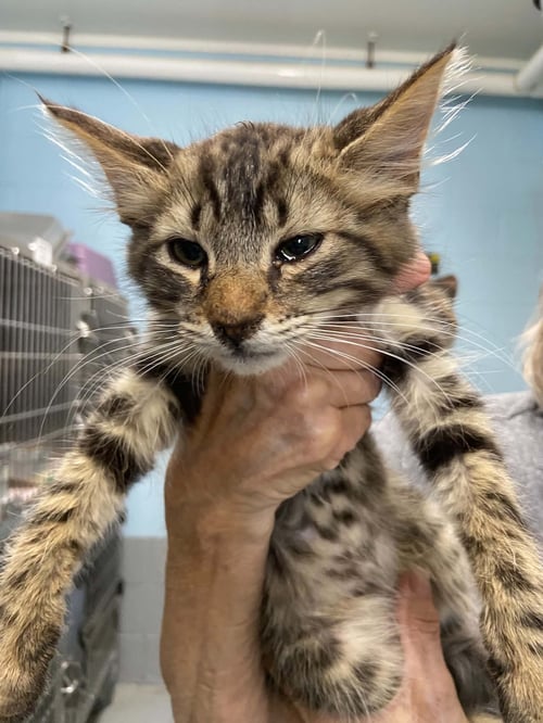 INDEPENDENCE - AT SHELTER - Domestic Medium Hair available for adoption