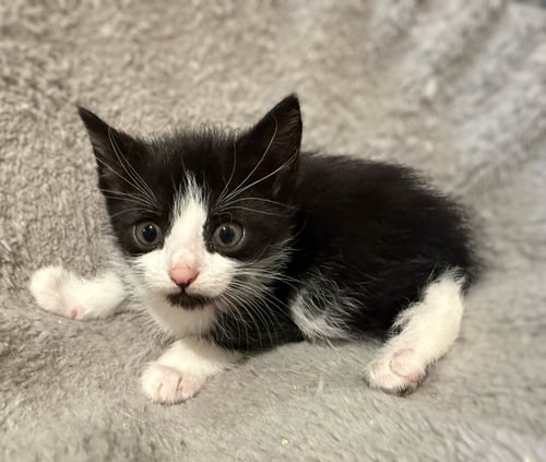 PETRIE-NOT AT THE SHELTER (FAITH) AV 5/17