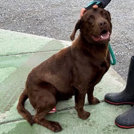 DAISY - AT SHELTER AVAILABLE 5/18