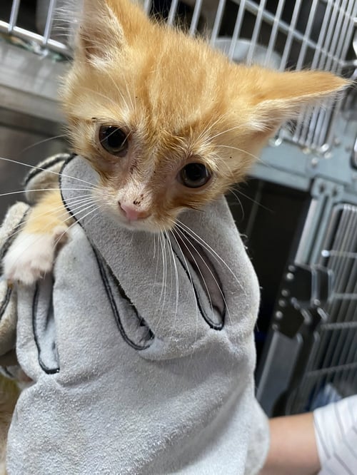 PIECES - AT SHELTER - Domestic Short Hair available for adoption