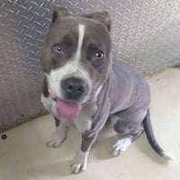 Purple Raine- At shelter available 8/25 - Photo 1