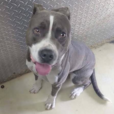 PURPLE RAINE- AT SHELTER AVAILABLE 8/25 - Pit Bull Terrier available for adoption