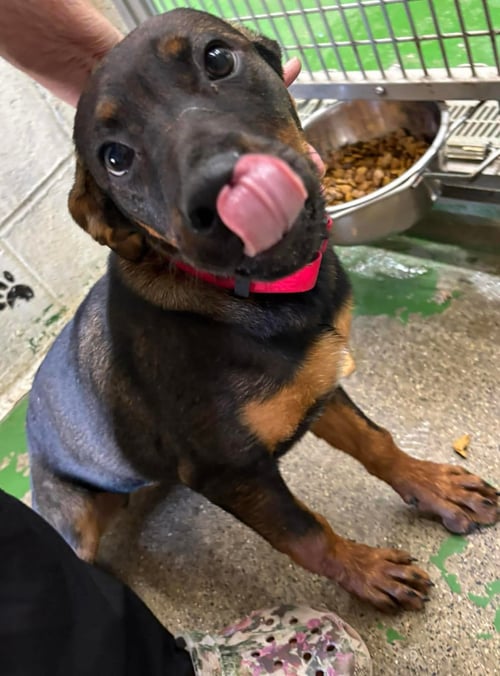 KYOS - AT SHELTER - Rottweiler available for adoption