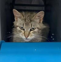 Tomfoolery - Visit At Petsmart Lynchburg - Photo 1