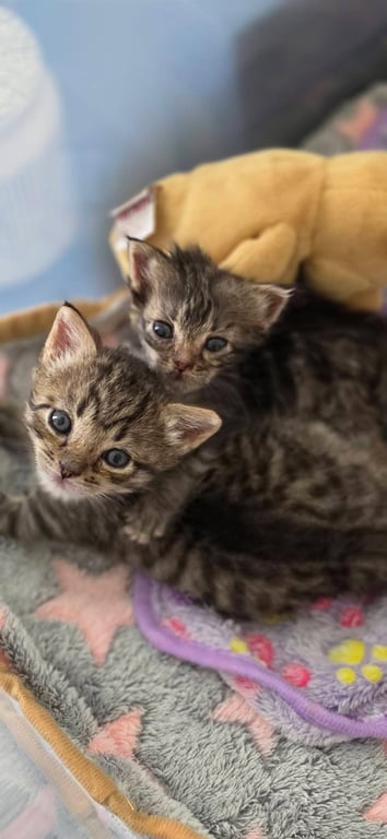 Liberty-not at the shelter Image