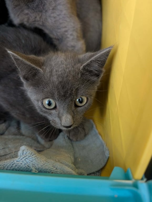 Beauregard - At shelter Image