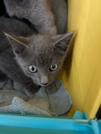 Beauregard - At shelter - Photo 1