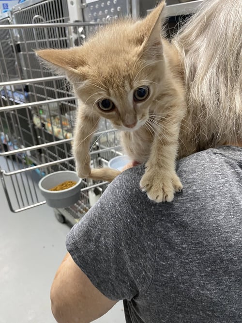 DEPOT - NOT AT THE SHELTER (FAITH) - Domestic Medium Hair available for adoption