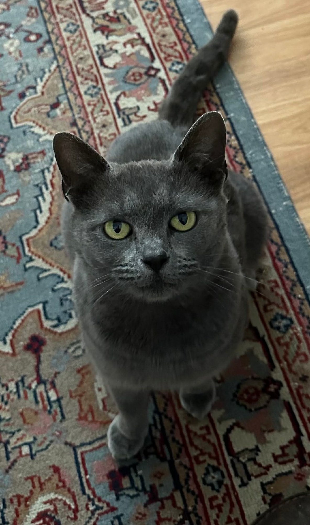 FERN: NOT AT SHELTER (ANNE M) - Domestic Short Hair available for adoption