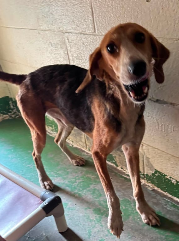 Alexa: At shelter Image