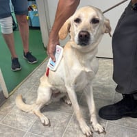 Chic - At shelter available 8/30 - Photo 1