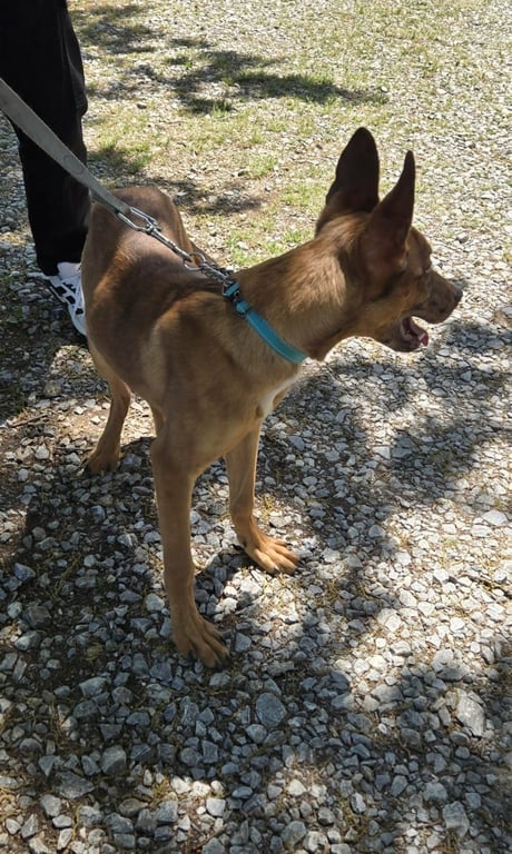 Dash - At shelter available 4/19 Image