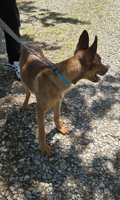 DASH - AT SHELTER AVAILABLE 4/19 - Shepherd available for adoption