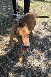 Dash - At shelter available 4/19 - Photo 2