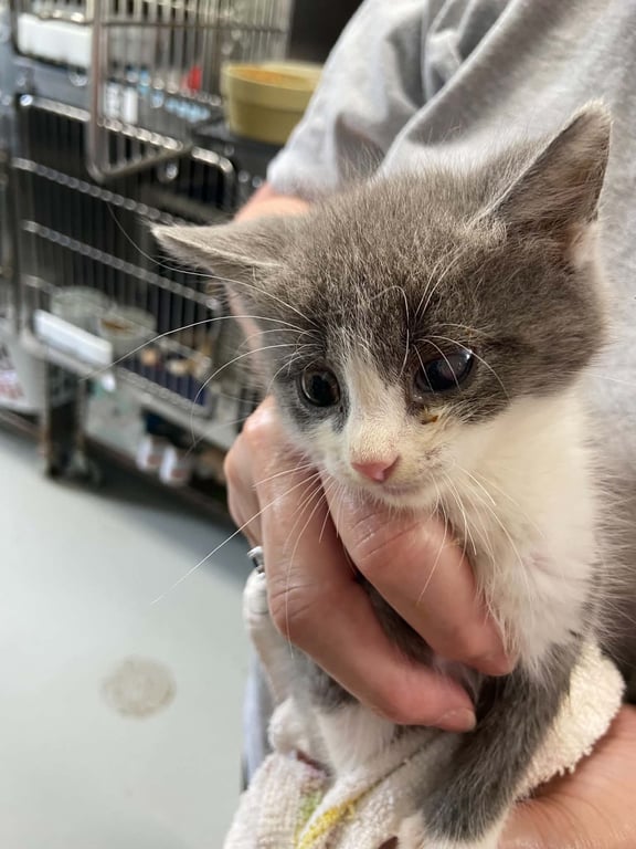 Cain - Not at shelter (Shannon) Image