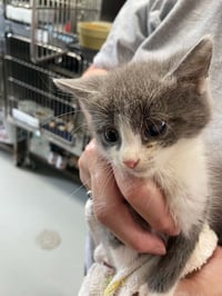 Cain - Not at shelter (Shannon) - Photo 1