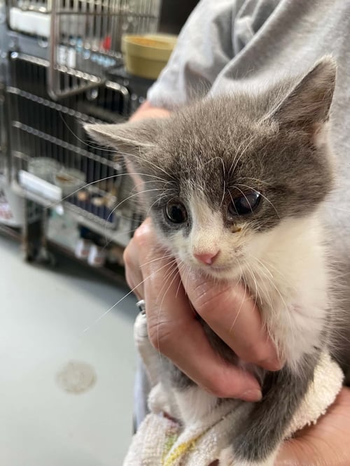 CAIN - NOT AT SHELTER (SHANNON) - Domestic Short Hair available for adoption