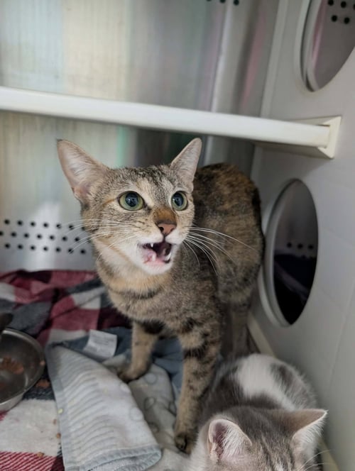 HOPEWELL: VISIT AT PETSMART LYNCHBURG - Domestic Short Hair available for adoption