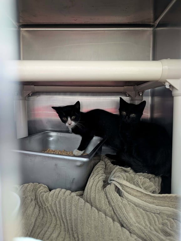 Mickey - Not at Shelter (Shannon) Image