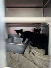 Mickey - Not at Shelter (Shannon) - Photo 1
