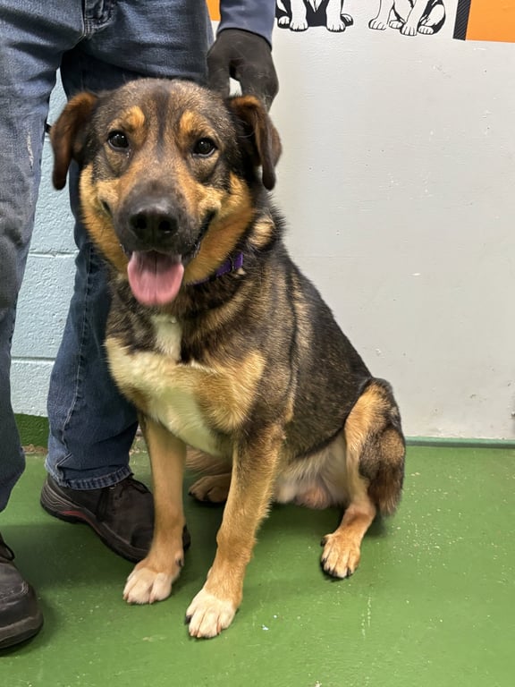 Rex:at the shelter Image