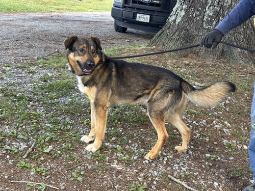 REX:AT THE SHELTER - Shepherd available for adoption