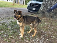 Rex:at the shelter - Photo 3