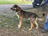 Rex:at the shelter - Photo 4