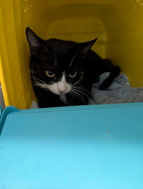 VIOLET - AT SHELTER - Domestic Short Hair available for adoption