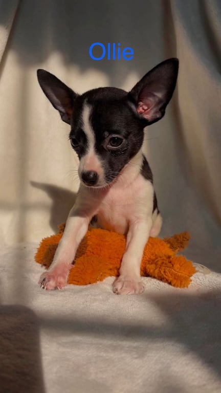 Ollie - Not at shelter Image