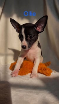 Ollie - Not at shelter - Photo 1