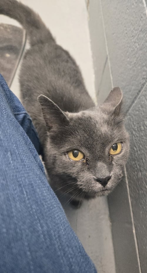 LORD GRAY - NOT AT SHELTER (ANNE) - Domestic Short Hair available for adoption