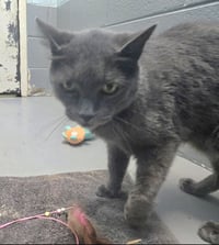 Lord Gray - Not at shelter (Anne) - Photo 4