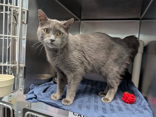 LORD GRAY - NOT AT SHELTER (ANNE) - Domestic Short Hair available for adoption