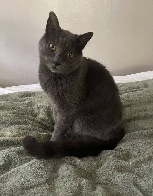 LORD GRAY - NOT AT SHELTER (ANNE) - Domestic Short Hair available for adoption