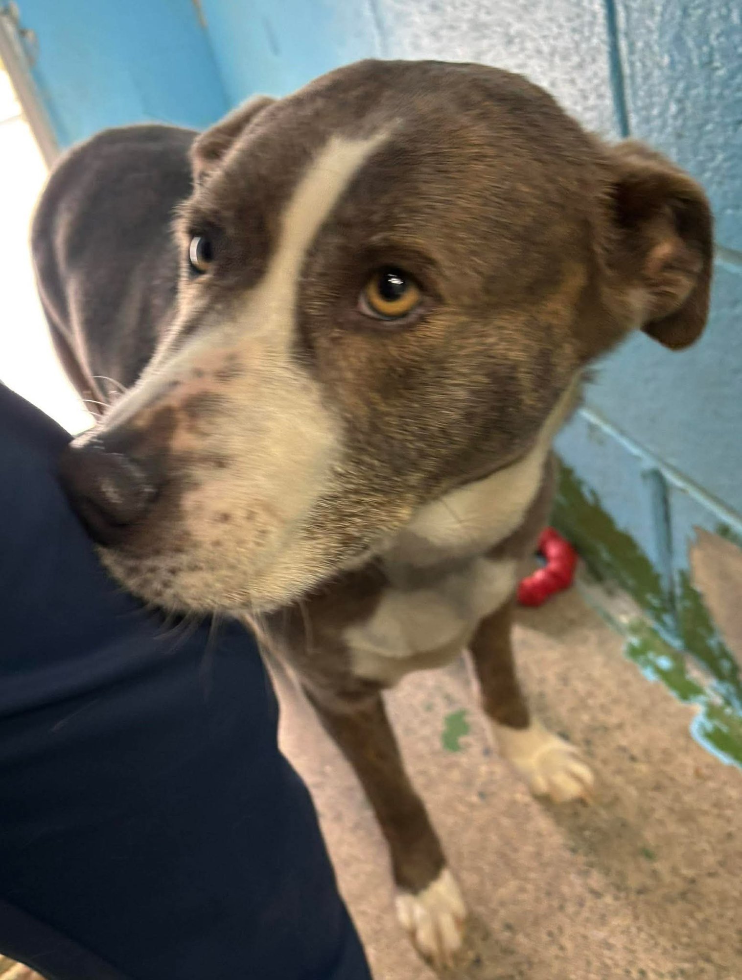 CALLIE: AT SHELTER - Hound / Pit Bull Terrier available for adoption