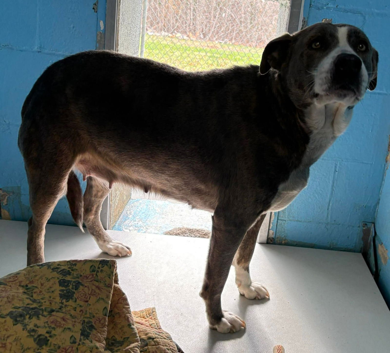 CALLIE: AT SHELTER - Hound / Pit Bull Terrier available for adoption