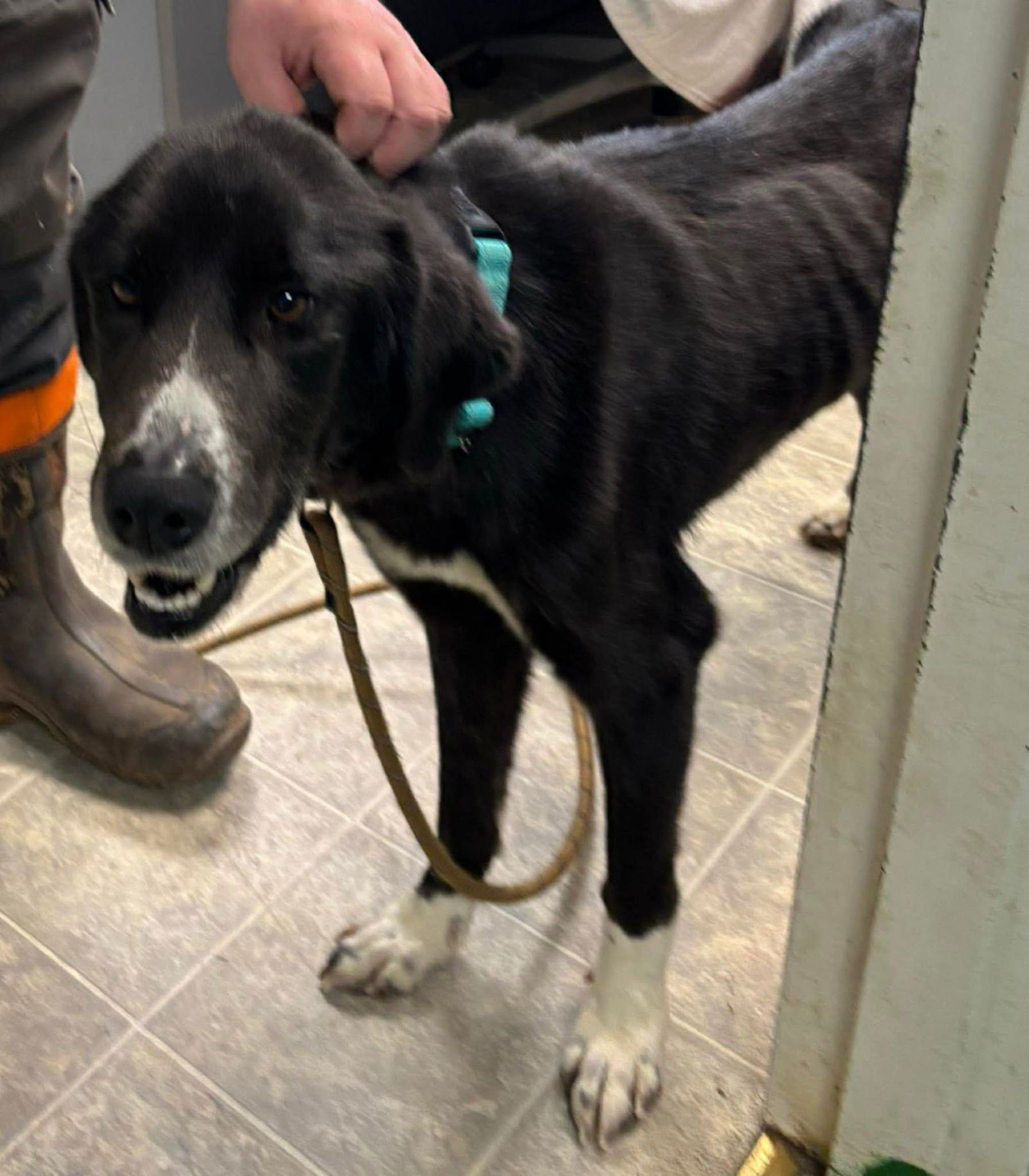 FIADH - NOT AT SHELTER - Border Collie / Great Pyrenees available for adoption