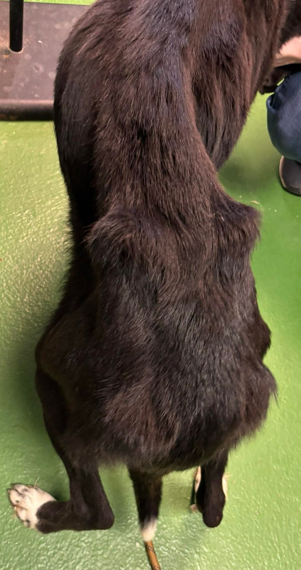 FIADH - NOT AT SHELTER - Border Collie / Great Pyrenees available for adoption