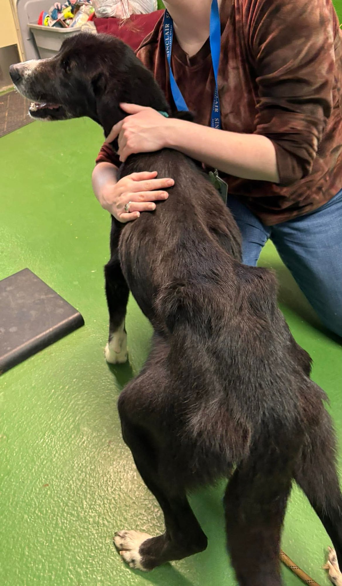 Fiadh - Not at shelter - Photo 3